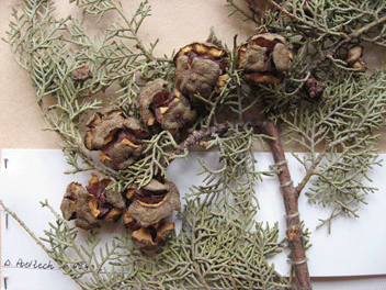 Cupressus atlantica