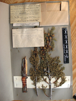 Cupressus bakeri