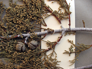 Cupressus bakeri
