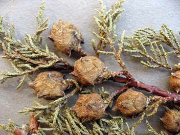 Cupressus bakeri