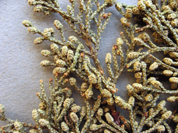 Cupressus bakeri