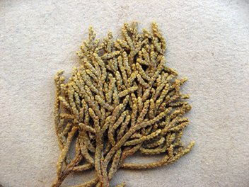 Cupressus bakeri