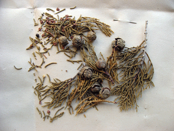 Cupressus bakeri