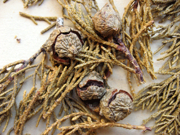 Cupressus bakeri