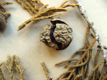 Cupressus bakeri