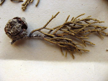 Cupressus bakeri