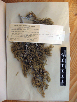 Cupressus bakeri