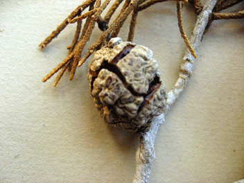 Cupressus bakeri