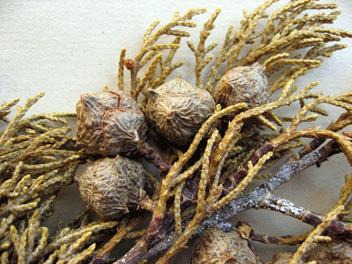 Cupressus bakeri