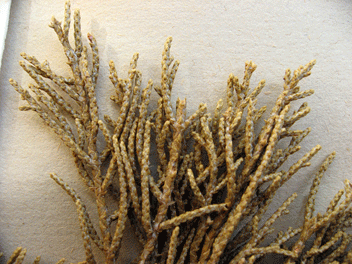 Cupressus bakeri