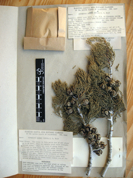Cupressus bakeri