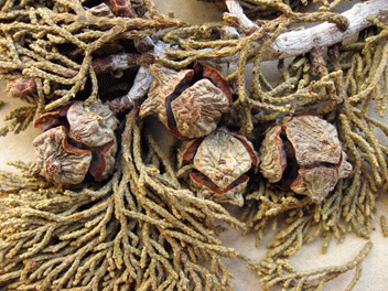 Cupressus bakeri