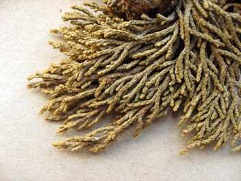 Cupressus bakeri