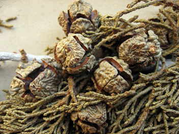 Cupressus bakeri