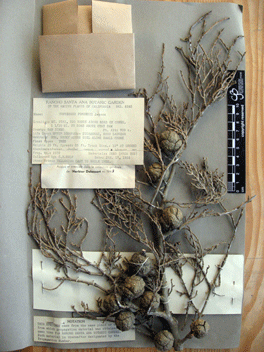 Cupressus forbesii