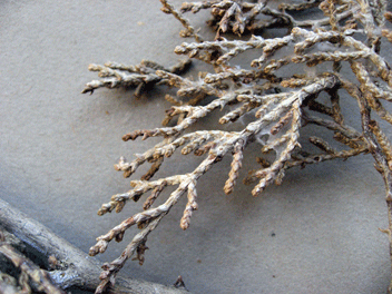 Cupressus forbesii