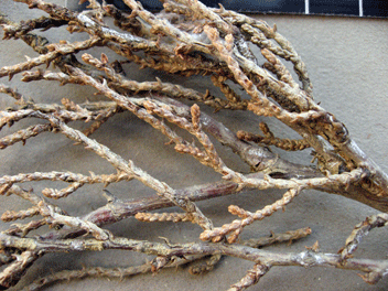 Cupressus forbesii