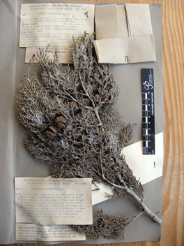 Cupressus forbesii