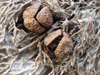 Cupressus forbesii