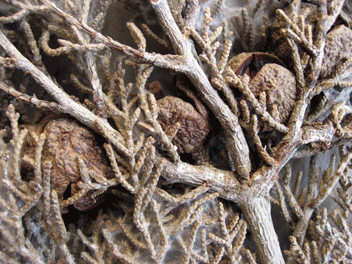 Cupressus forbesii