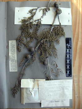 Cupressus forbesii