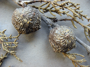 Cupressus forbesii