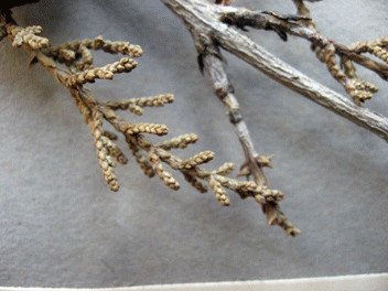 Cupressus forbesii