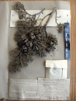 Cupressus forbesii