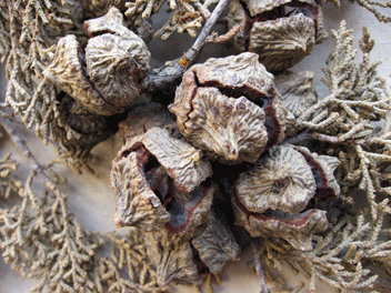 Cupressus forbesii