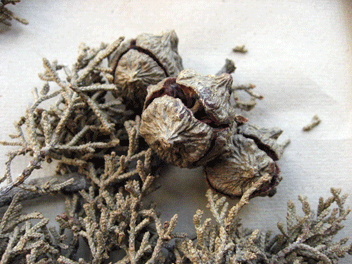 Cupressus forbesii