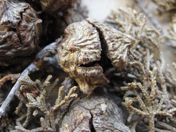 Cupressus forbesii