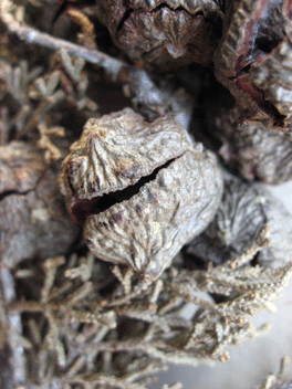 Cupressus forbesii