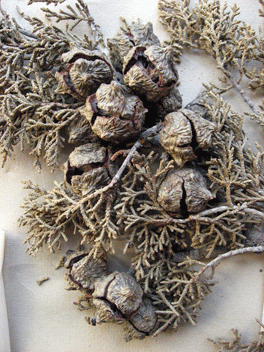 Cupressus forbesii