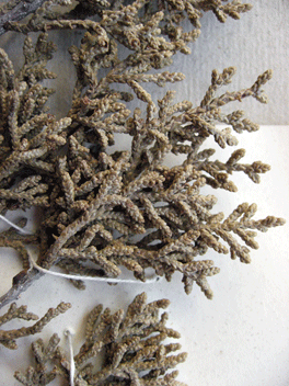 Cupressus forbesii
