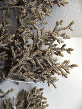 Cupressus forbesii