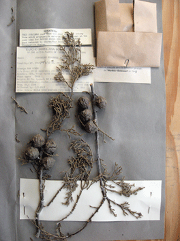 Cupressus forbesii
