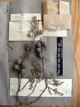 Cupressus forbesii
