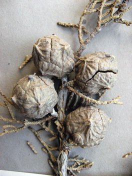 Cupressus forbesii