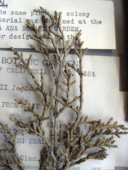 Cupressus forbesii