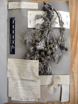 Cupressus forbesii