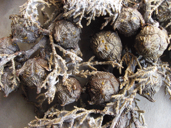 Cupressus forbesii