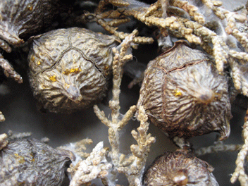 Cupressus forbesii