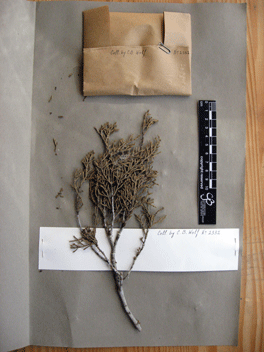 Cupressus forbesii