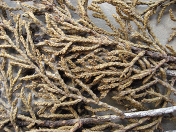 Cupressus forbesii