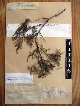 Cupressus forbesii