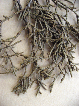 Cupressus forbesii