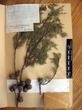 Cupressus forbesii
