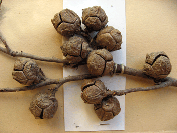 Cupressus forbesii