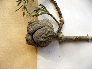 Cupressus forbesii