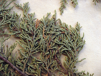 Cupressus forbesii